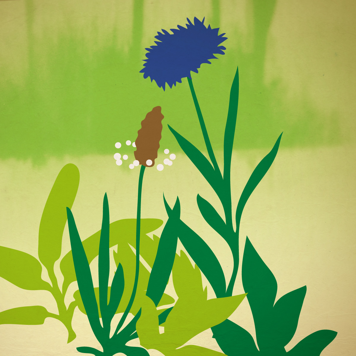 Illustration Bergkräuter